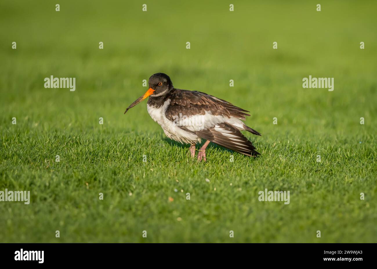 Austernfischer Haematopus ostralegus, auf das Gras mit deformierten Schnabel, zeigt seine Flügel Stockfoto