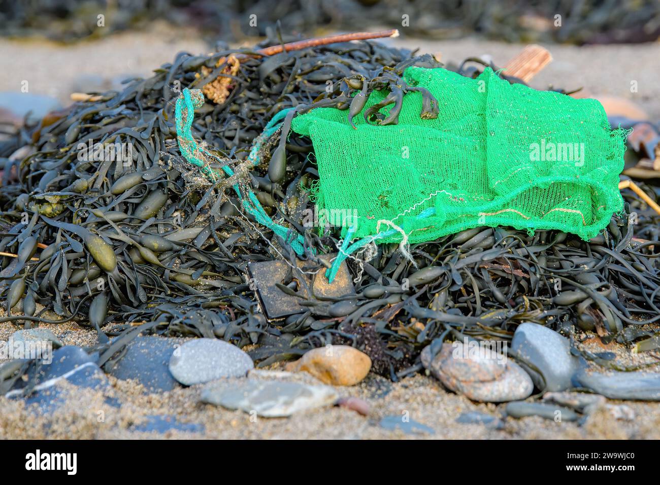 Ein grüner Köderbeutel, der in einem Algenhaufen am Strand liegt. Stockfoto