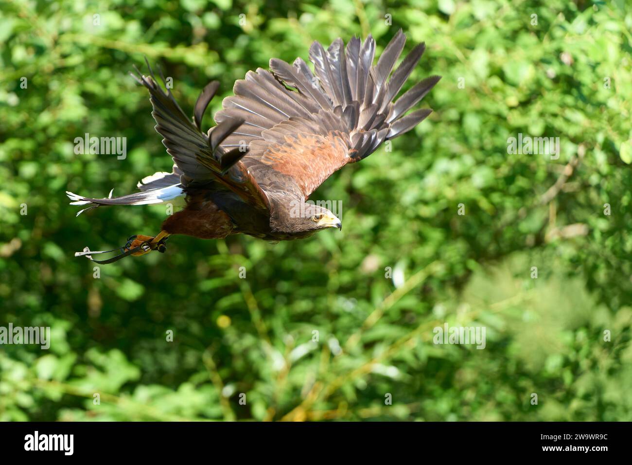 Wüstenbussard, Seitlicher Blick, Fliegen Vor Grünen, Unscharfen Büschen. Seven, Schweiz Stockfoto