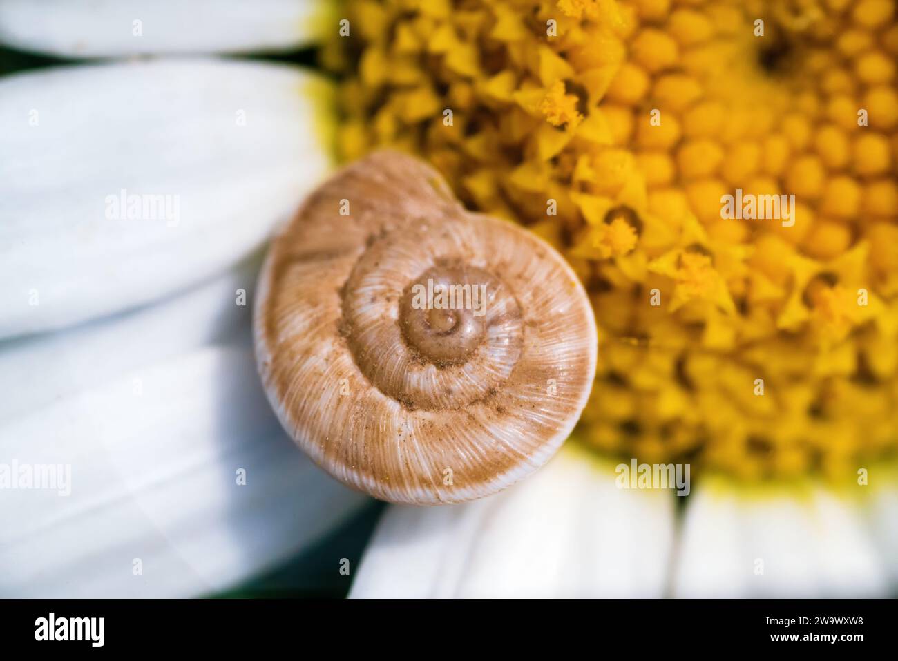 Logarithmische Spirale eines Schneckenpirns auf einem Gänseblümchen Stockfoto