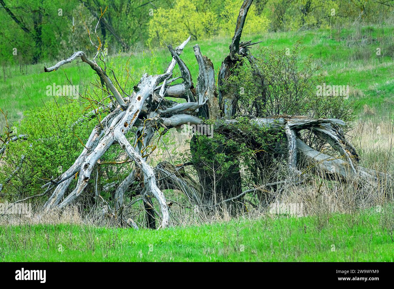 Der Tod des Baumes. Die alte Weide verwelkte und alle Äste brachen ab Stockfoto