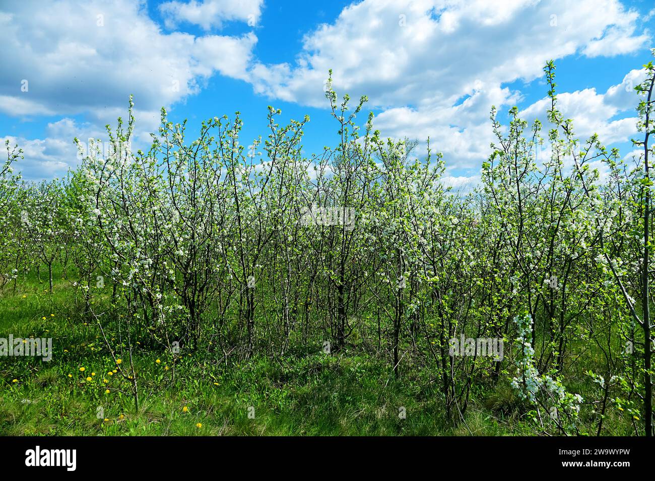 Steppenkirsche (Prunus chamaecerasus, Cerasus fruticosa). Waldsteppe mit blühenden Wildobsthühlen. Art der Biozenose in der Nähe Stockfoto