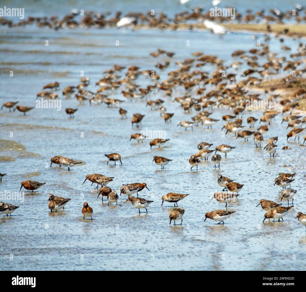 Vögel ruhen sich aus und ernähren sich von Untiefen. Dunlin (Calidris alpina), Brachsandfänger (C. ferruginea), europäischer Turnstein (Arenaria interpres). Arabatskaja Stre Stockfoto