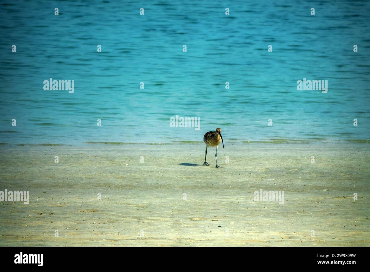 An der Küste des Persischen Golfs speist sich ein überwinterender europäischer Brach (Numenius arquata), der seinen langen geschwungenen Schnabel tief in den Sand steckt Stockfoto