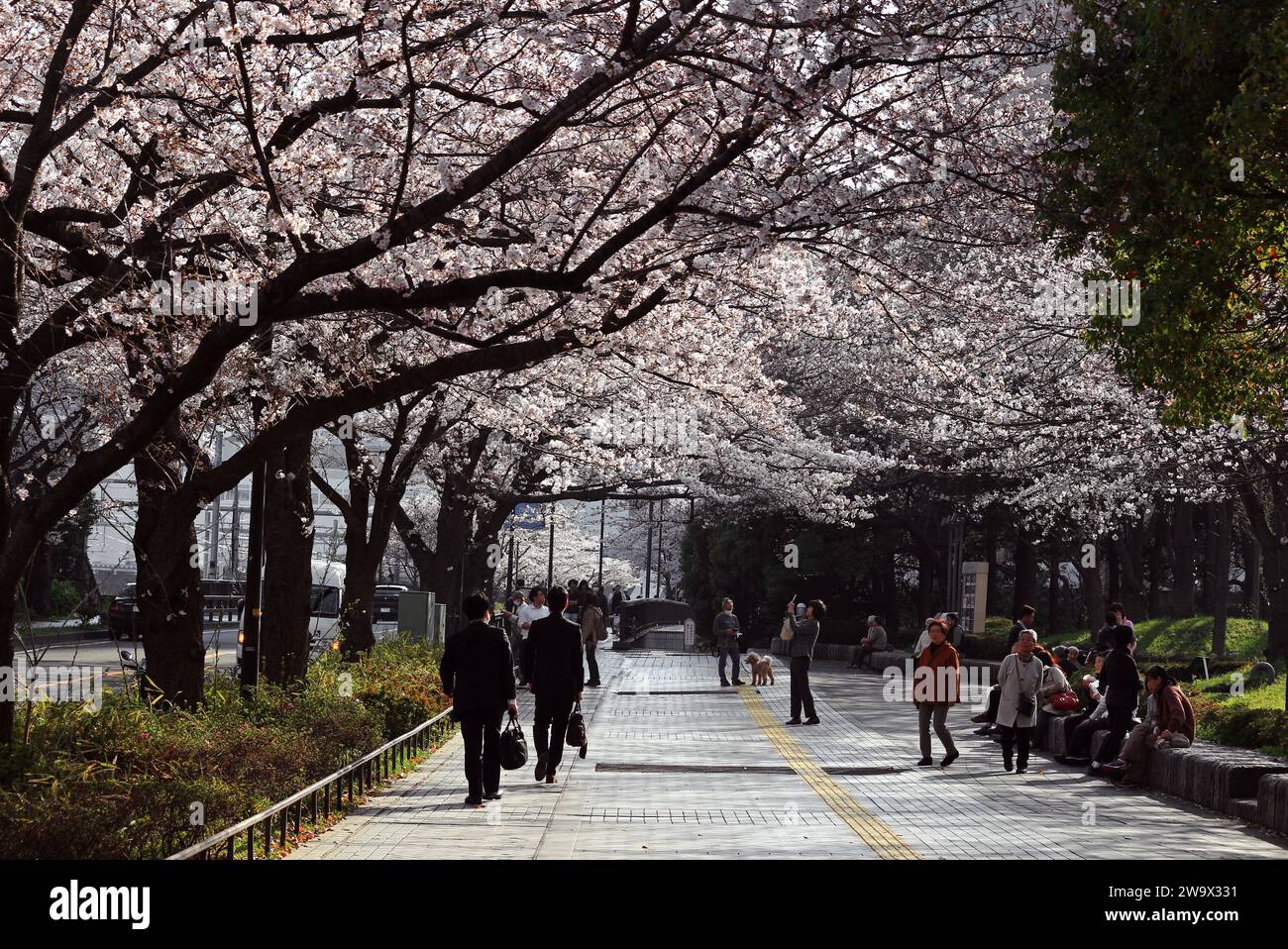 Das tägliche Leben in Japan Menschen, die Kirschblüten beobachten, kommen und gehen entlang der Reihe von Kirschblüten, die zum Bahnhof Kawasaki führt. Stockfoto