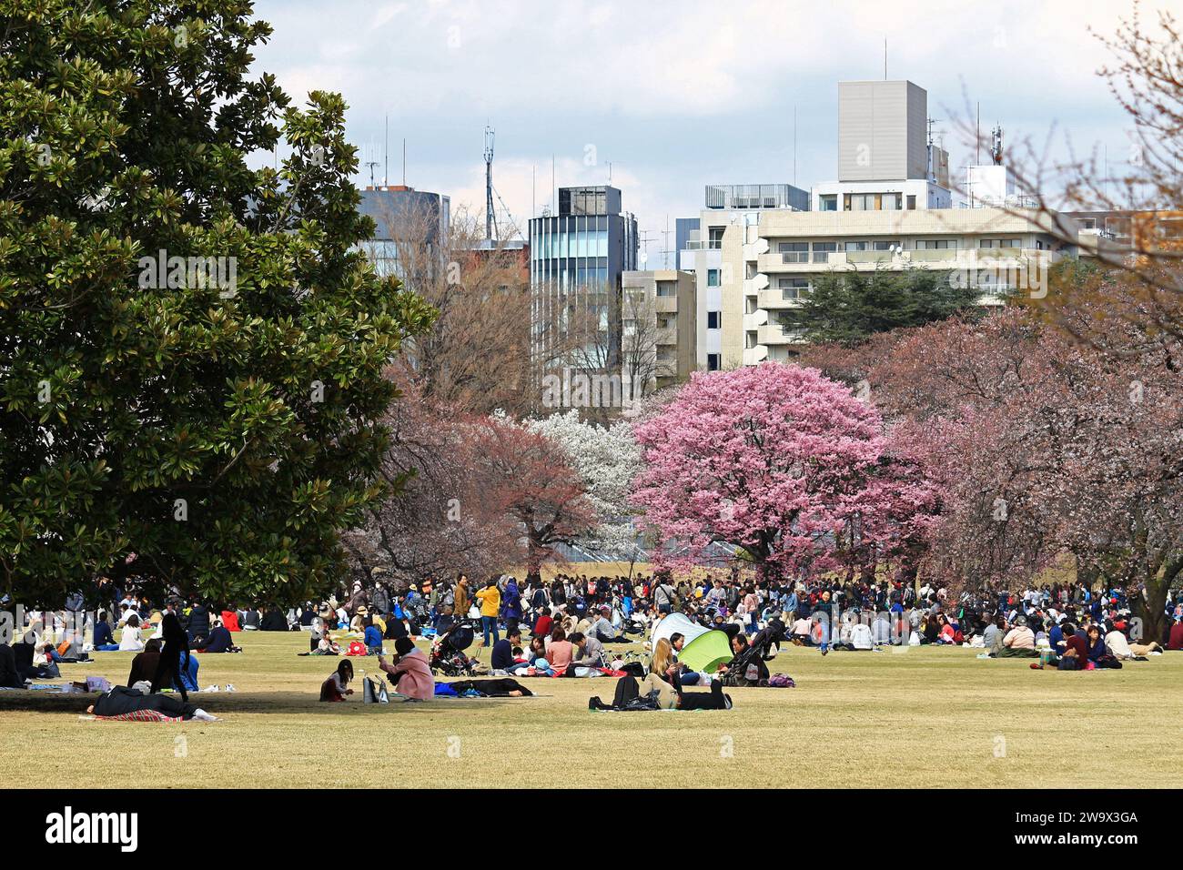 Das tägliche Leben in Japan Menschen genießen die Kirschblüten in einem Frühlingspark, in dem Kirschblüten blühen Stockfoto