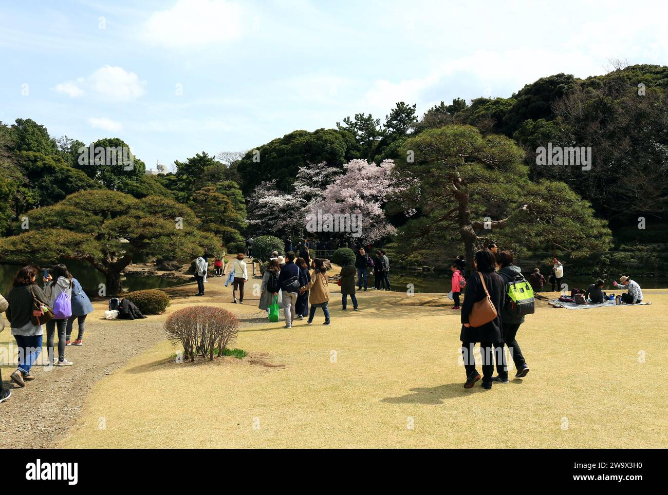 Das tägliche Leben in Japan Menschen genießen die Kirschblüten in einem Frühlingspark, in dem Kirschblüten blühen Stockfoto