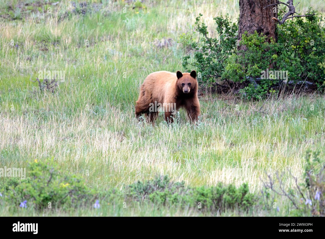 Zimt Schwarzbär spazieren auf einer Wiese in der Nähe einer Kiefer und Büsche Stockfoto
