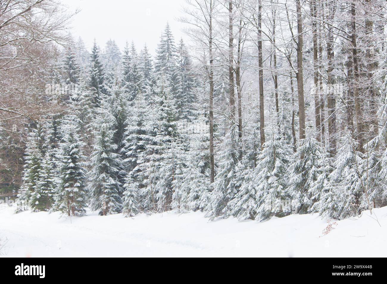 Blick auf eine Berglandschaft im Winter mit Schnee und Wald Fichte (Picea abies) Stockfoto