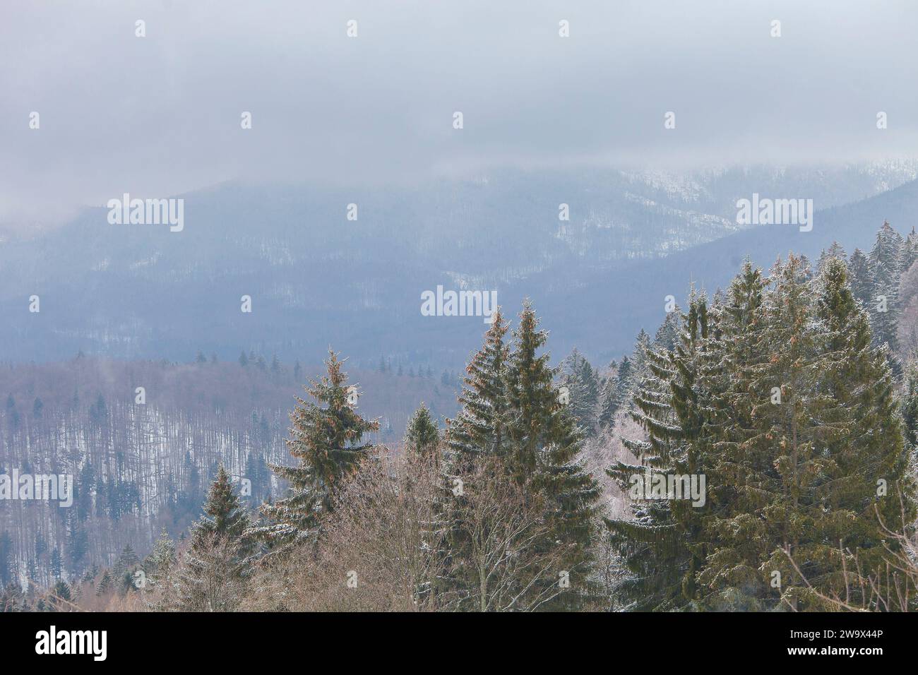 Blick auf eine Berglandschaft im Winter mit Schnee und Wald Fichte (Picea abies) Stockfoto