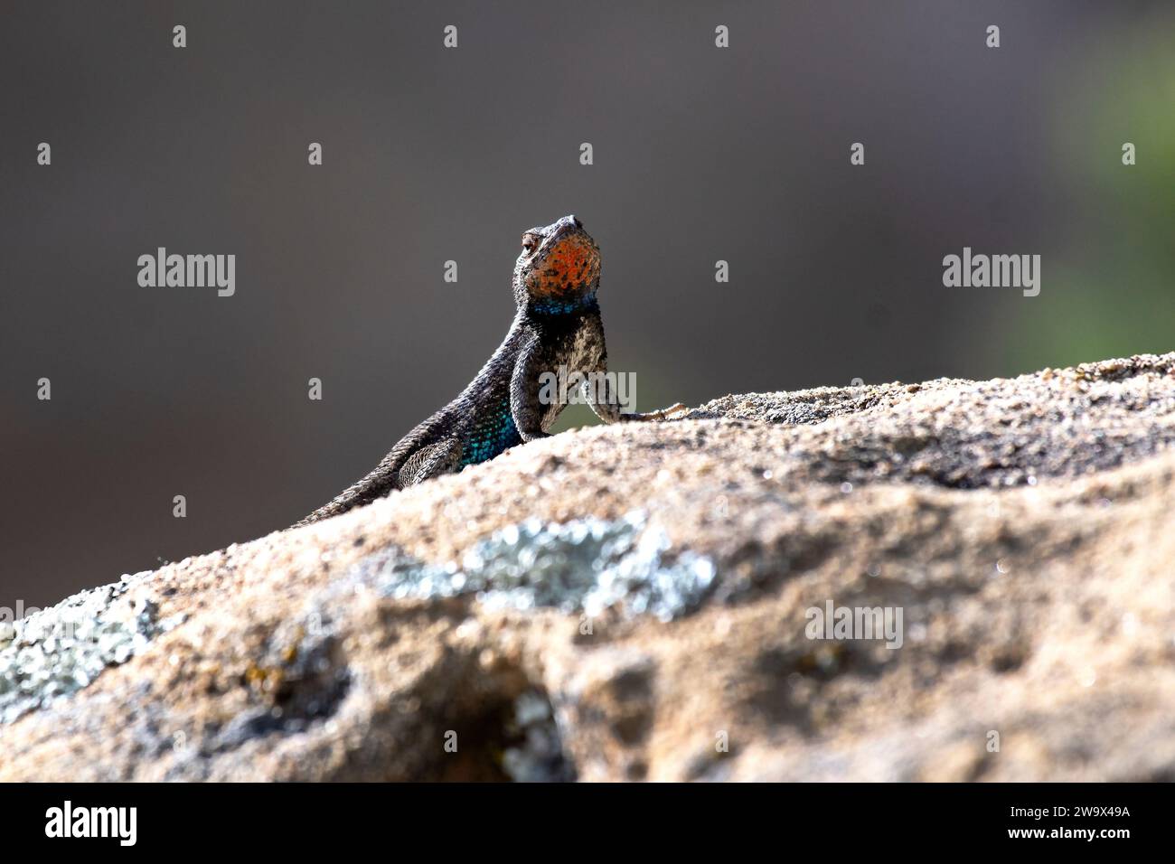 WESTERN Sagebrush Lizard klettert auf einem Moosfelsen in der Sonne Stockfoto
