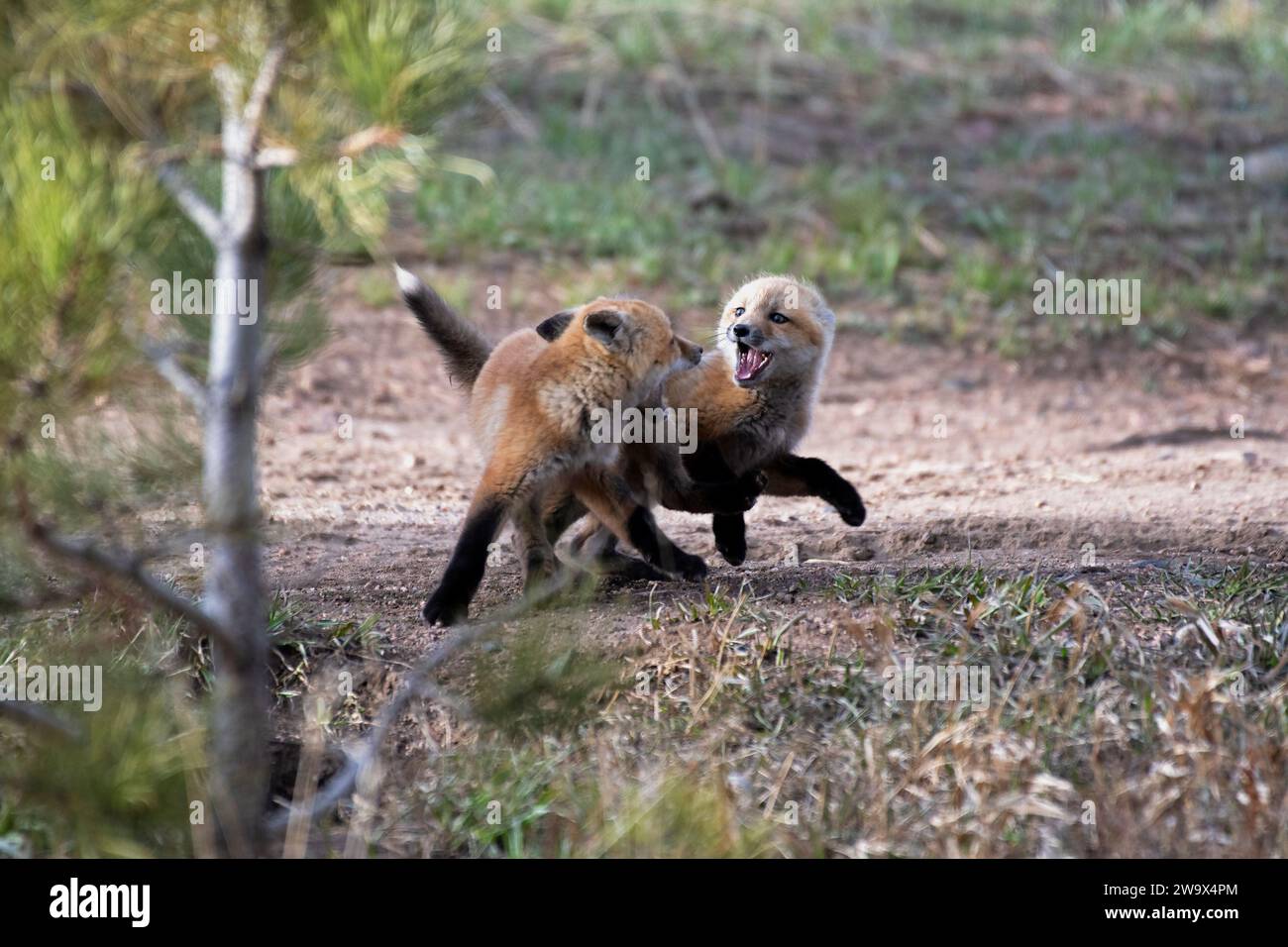 Red Fox-Trikots spielen im Dreck in den Rocky Mountains von Colorado Stockfoto