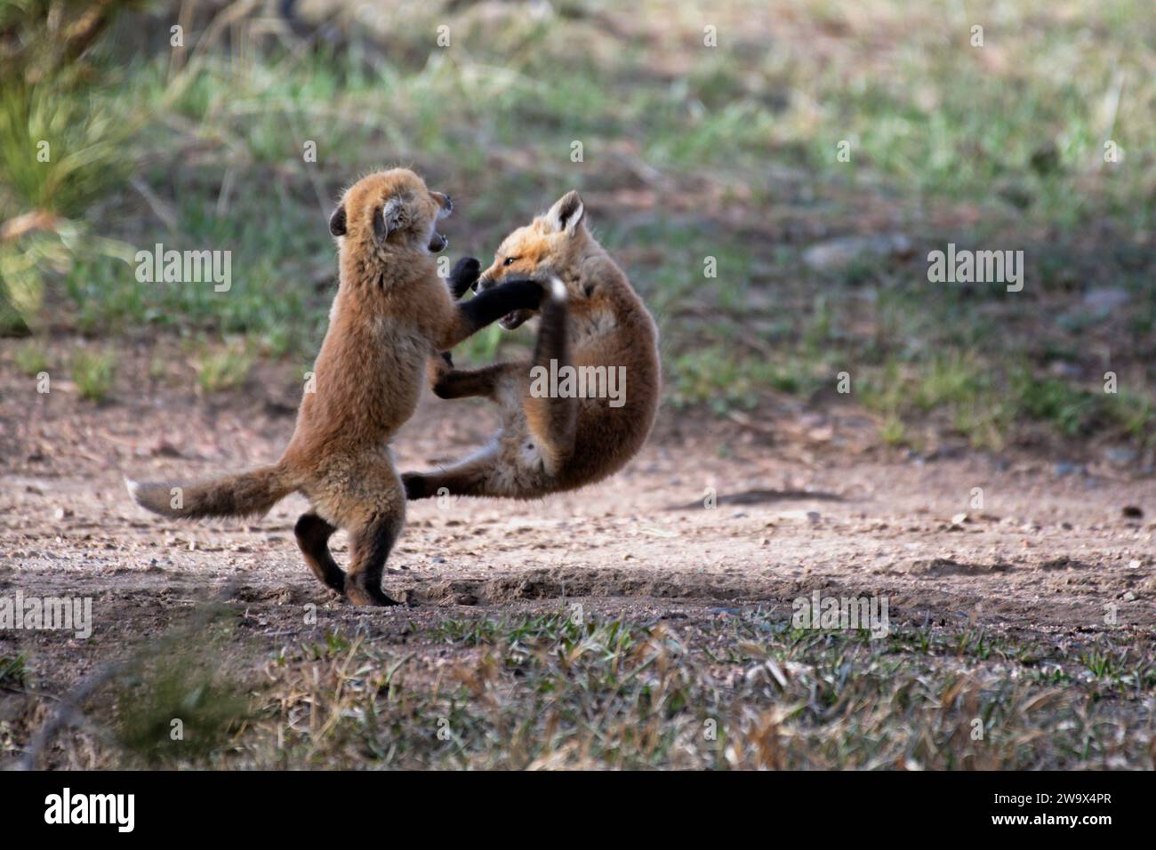 Red Fox-Trikots spielen im Dreck in den Rocky Mountains von Colorado Stockfoto