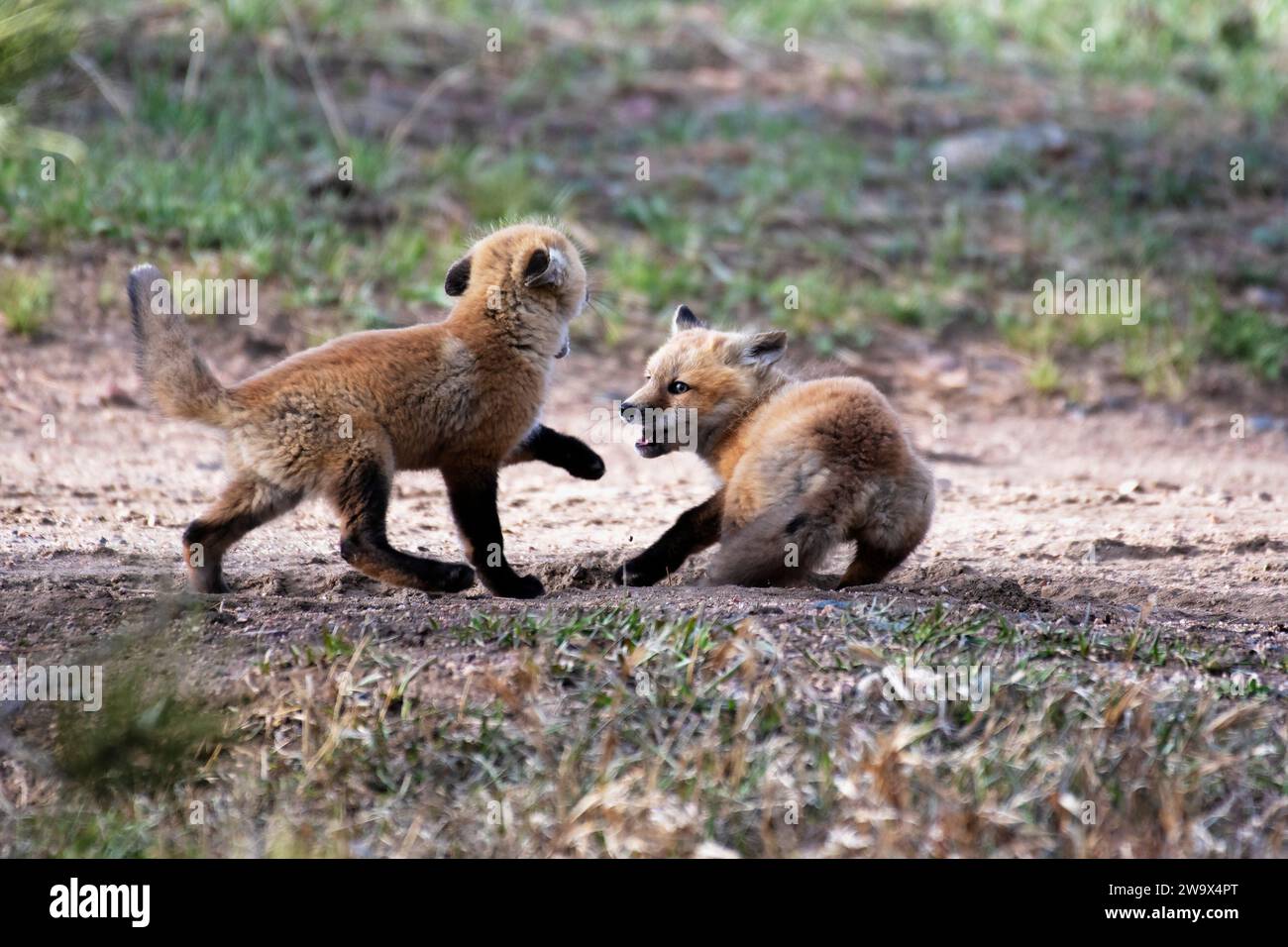 Red Fox-Trikots spielen im Dreck in den Rocky Mountains von Colorado Stockfoto