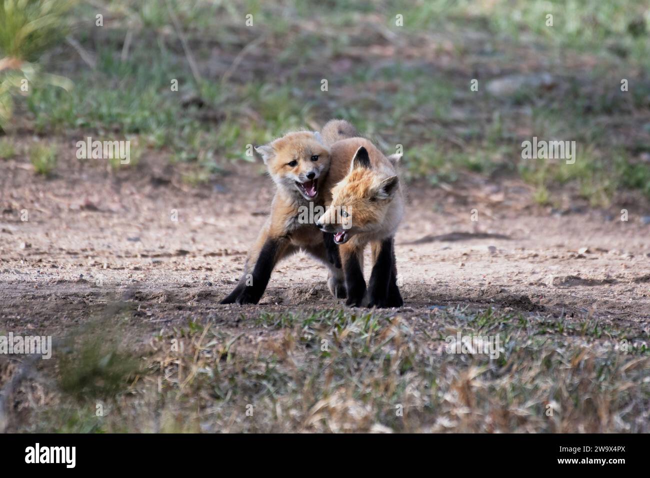 Red Fox-Trikots spielen im Dreck in den Rocky Mountains von Colorado Stockfoto