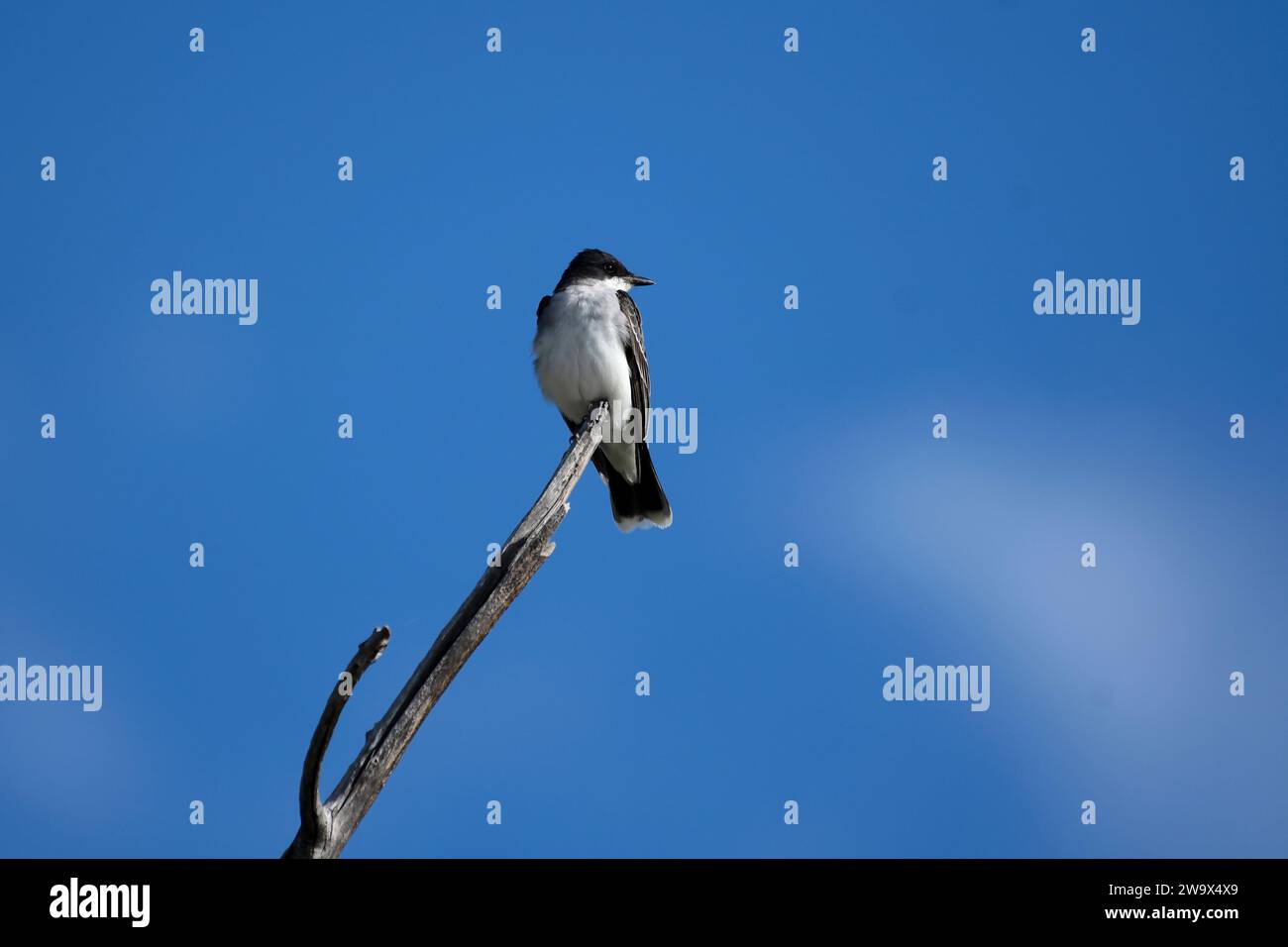 Östlicher Königskönig, der auf einem Ast in der Sonne steht Stockfoto