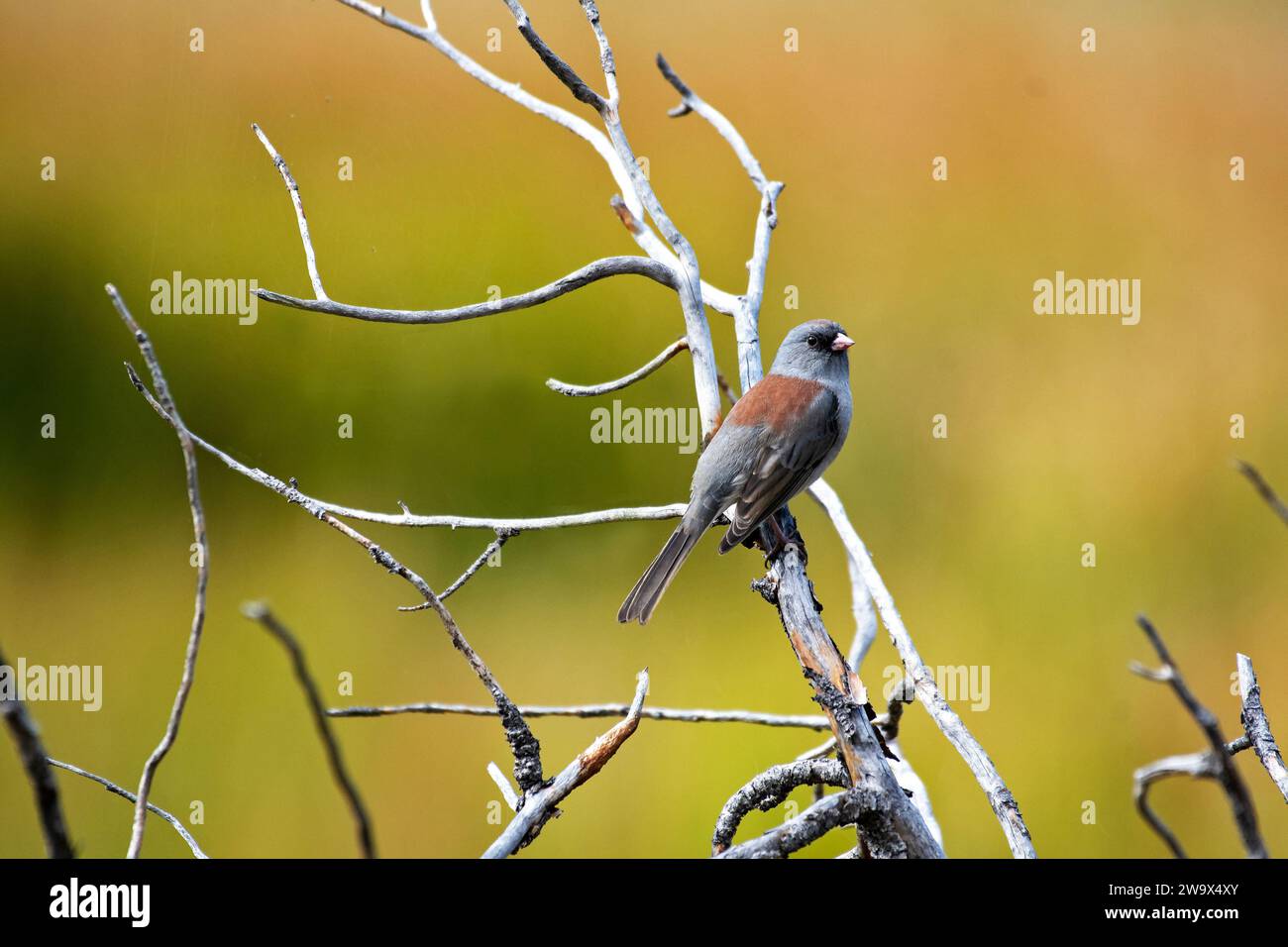 Dunkeläugiger Junco-Vogel, der auf einem Zweig in der Sonne steht Stockfoto