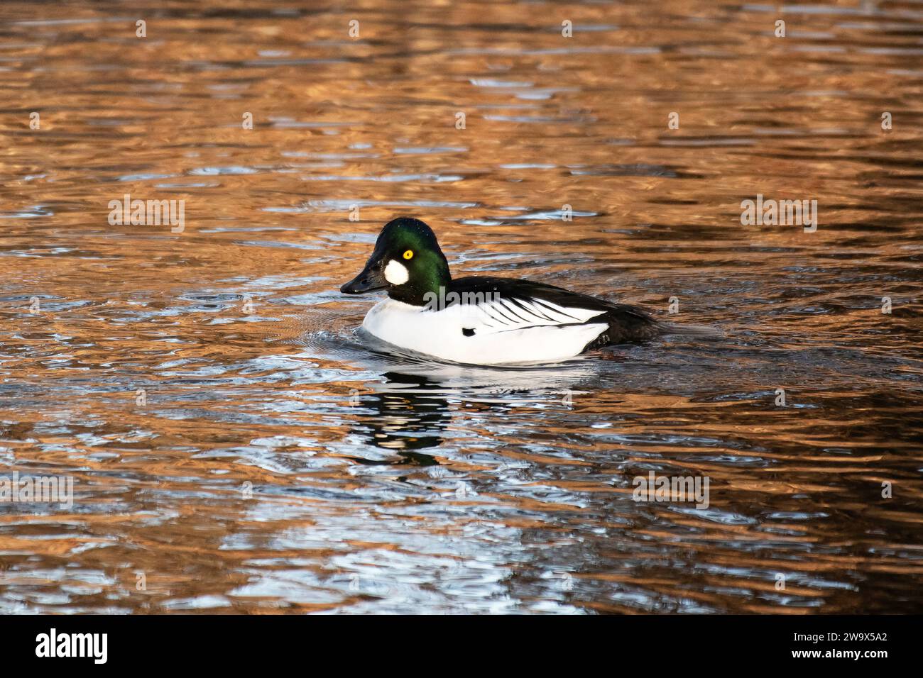 Männliches gewöhnliches goldeneye schwimmt in einem See in der Sonne Stockfoto