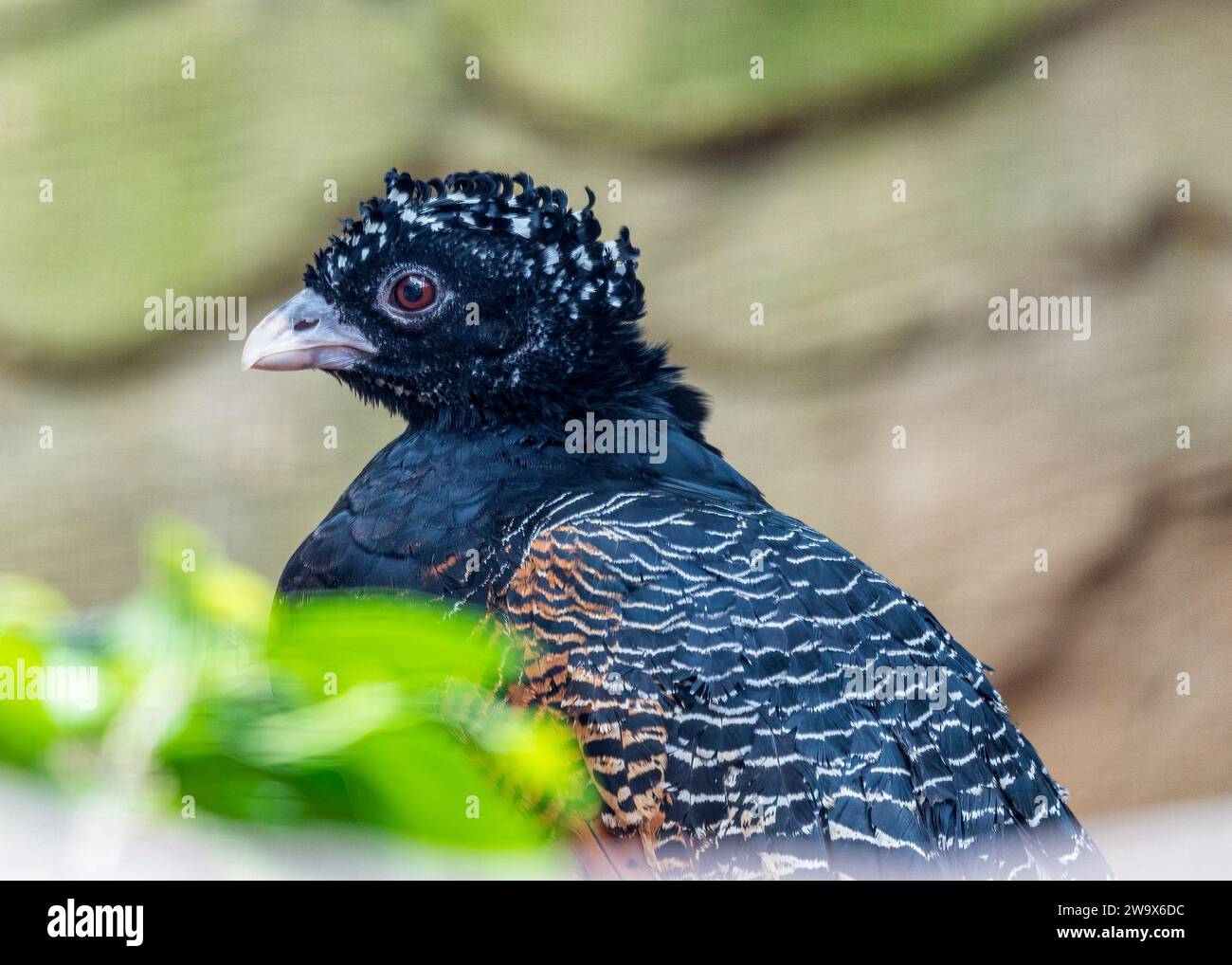 Crax alberti, das Blauschnabel-Curassow, besticht durch seine königliche Präsenz durch südamerikanische Regenwälder. Dieser vom Aussterben bedrohte Vogel mit seinem lebendigen b Stockfoto