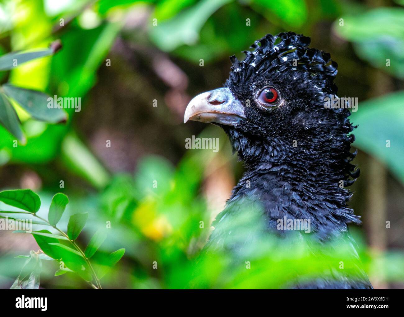 Crax alberti, das Blauschnabel-Curassow, besticht durch seine königliche Präsenz durch südamerikanische Regenwälder. Dieser vom Aussterben bedrohte Vogel mit seinem lebendigen b Stockfoto
