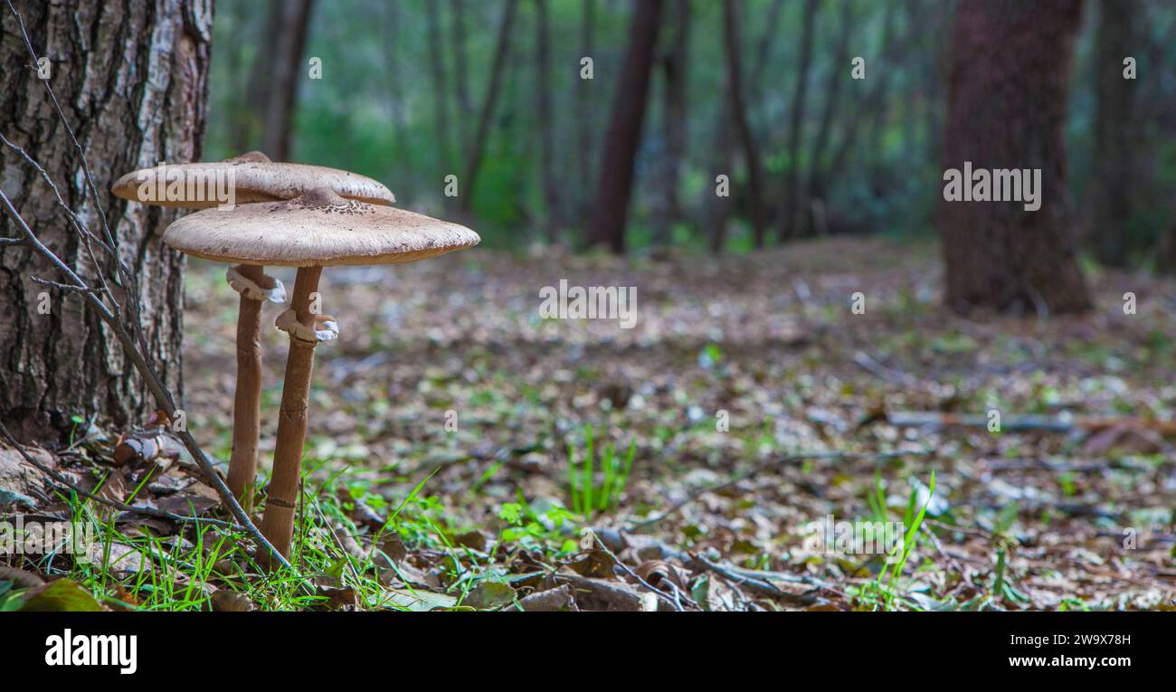 Sonnenschirmpilze, die in der Nähe von Kiefern wachsen. Bodenansicht Stockfoto