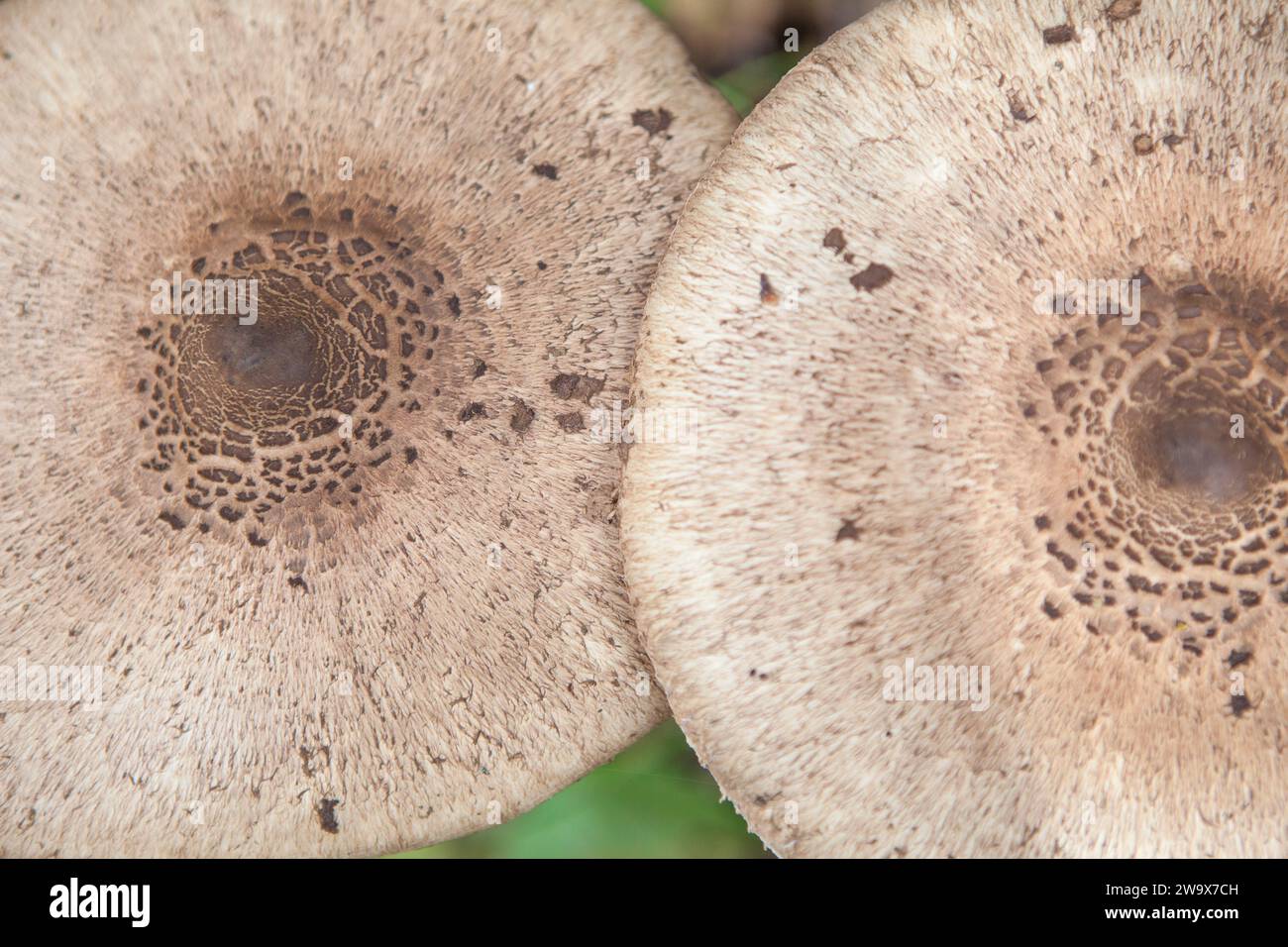 Parasolpilze, die in Villuercas Geopark, Caceres, Spanien, angebaut werden. Draufsicht Stockfoto