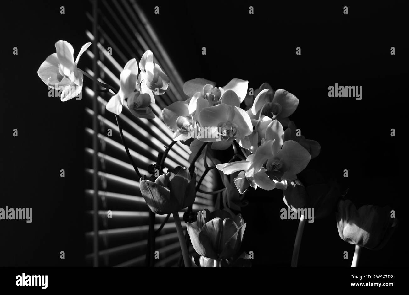 Purpurne Orchideenblüte phalaenopsis, falah. Purpurrote panaenopsis Blüten. Orchidee am Fenster. Stockfoto