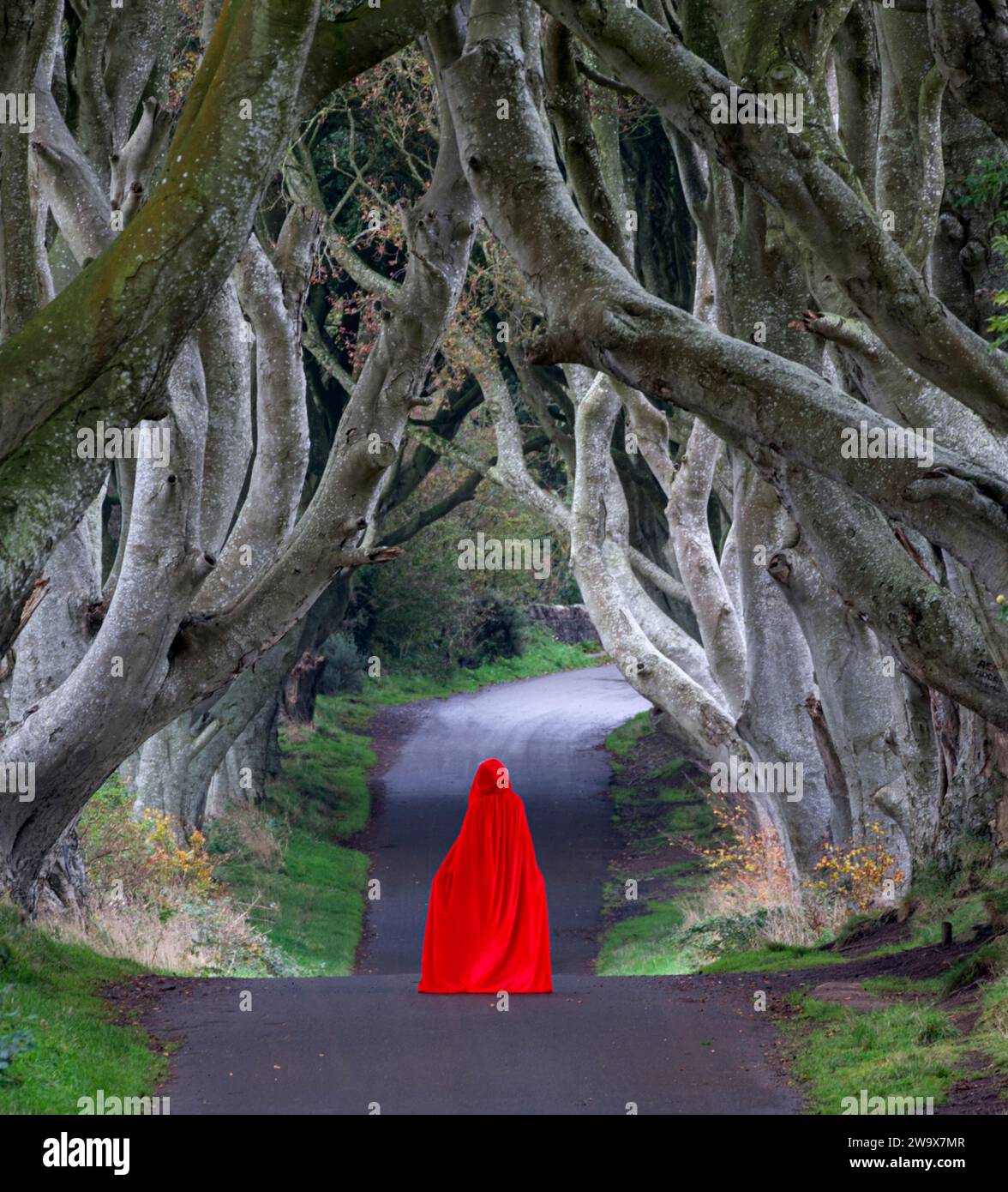 Julie bei den Dark Hedges, Nordirland Stockfoto