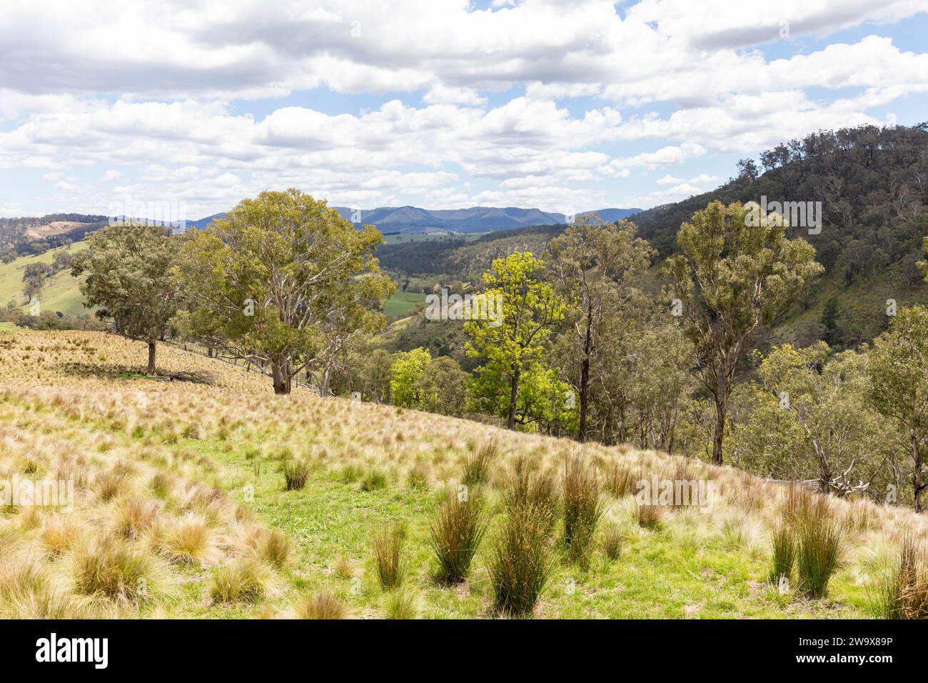 Australische Landschaft im zentralen Westen von New South Wales, Blick auf die Landschaft der Blue Mountains Range, NSW, Australien Stockfoto