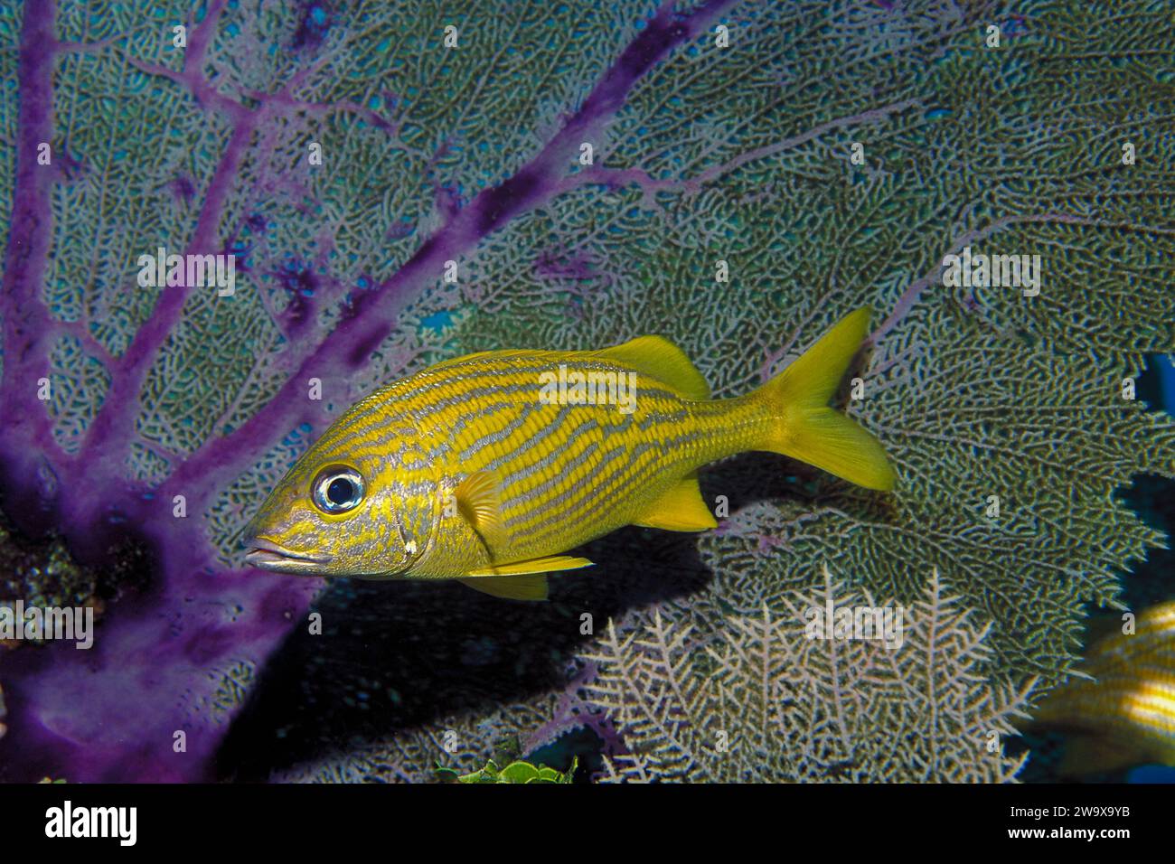 Ein farbenfroher französischer Grunt, Haemulon flavolineatum, unter Wasser im Florida Keys National Marine Sanctuary, Key Largo, Florida Stockfoto