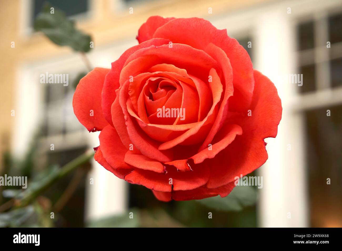 Nahaufnahme einer roten Rose, die im Oktober blüht, Vancouver, British Columbia, Kanada Stockfoto