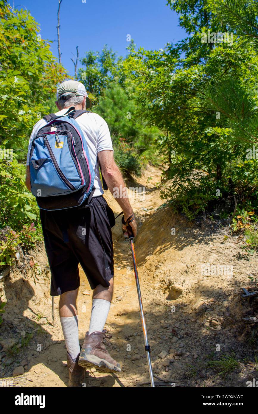 Ein fitter, älterer kaukasier mit Rucksack und Trekkingstöcken wandert auf einem unbefestigten Weg, der von Grün umgeben ist. Stockfoto