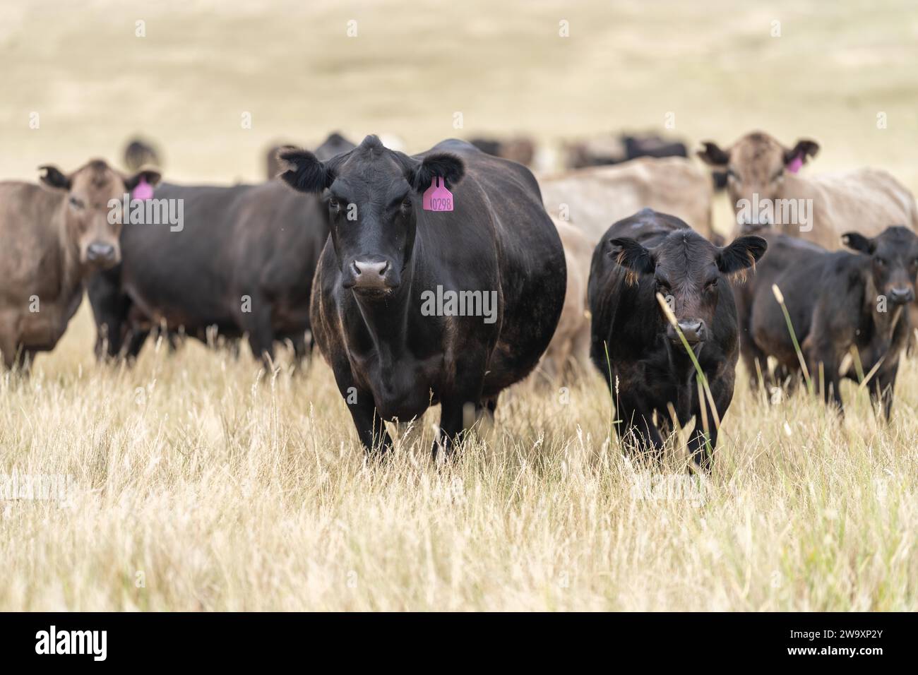 Rinderstiere und Kühe, die auf Gras auf einem Feld weiden, in Australien. Heu und Silage essen. Zu den Rassen gehören murray Grey, angus, Brangus und Wagyu. Stockfoto