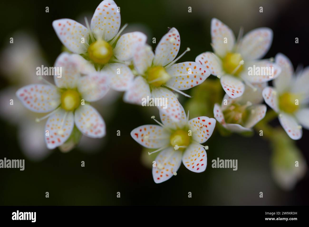 Stachelige Saxfrage oder dreizähnige Saxfrage, kleine cremefarbene weiße Blüten mit roten und gelblich-orangen Flecken. Wächst in der kanadischen Arktis Stockfoto