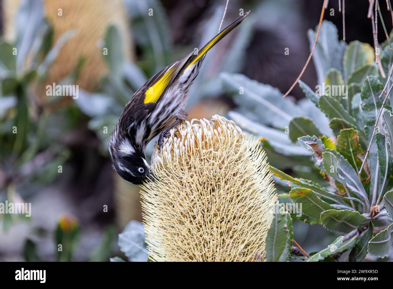 Australischer New Holland Honeyeater, der Säge Banksia-Nektar fresst Stockfoto