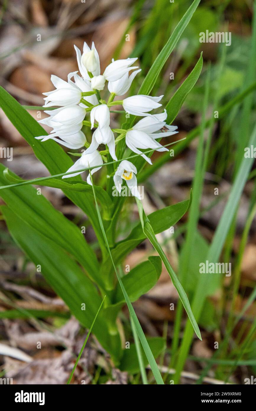 Porträt eines schmalblättrigen Helleborins - Cephalanthera longifolia Stockfoto