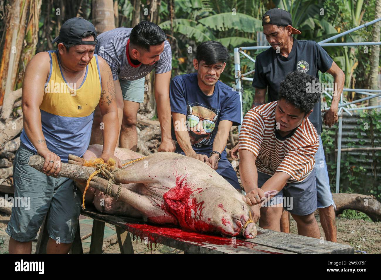 San Jose del Monte, Philippinen. 31. Dezember 2023: Traditionelle Schweineschlachtung für Silvesterfeiern inmitten von Palmen. Im Nordosten des überurbanisierten Manilas gewinnt das philippinische ländliche Leben seine Rechte zurück, und hausgemachte Schweineschlachtung ist eine gängige Praxis, weit entfernt von industriellen Standards oder Tierschutz. Voller Aberglauben (kein Huhn/Fisch), müssen philippinische Familien um Mitternacht warten, um sich für Media Noche zu versammeln, ein festliches lautes Abendessen, das bis zum Morgen dauert und das Ende der längsten Weihnachts- und Weihnachtssaison der Welt feiert.Credit: Kevin Izorce/Alamy Live News Stockfoto