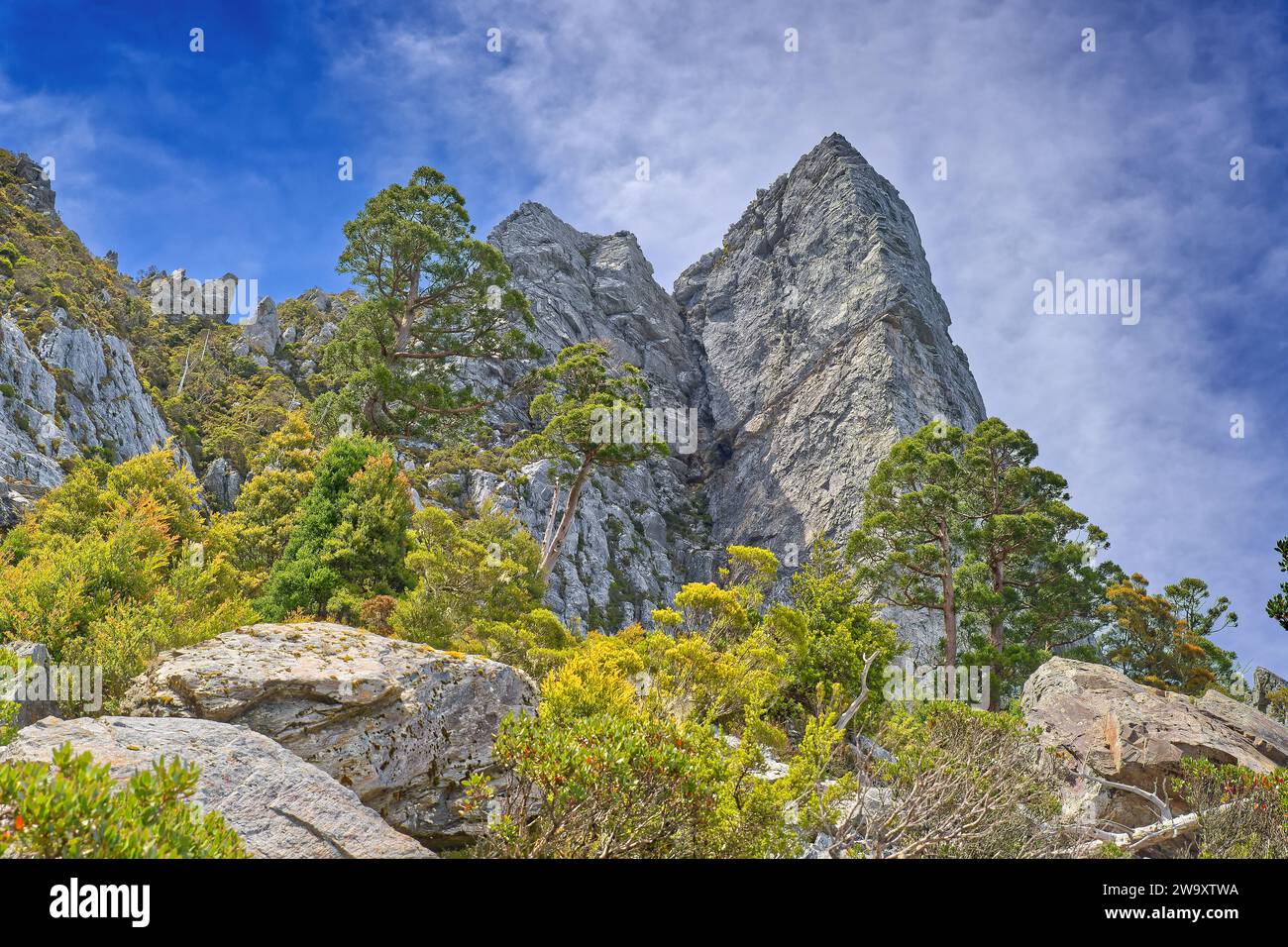 Die antike King Billy Pine Athrotaxis selaginoides wächst in freiliegendem Quarzit unterhalb des Sharland's Peak auf dem Frenchmans Cap Trail, Tasmanien, Australien Stockfoto