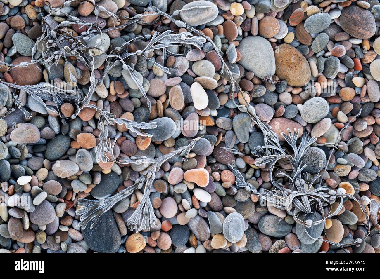 Milchbladderwrack Algen und Kieselsteine am Strand. Morayshire, Schottland Stockfoto