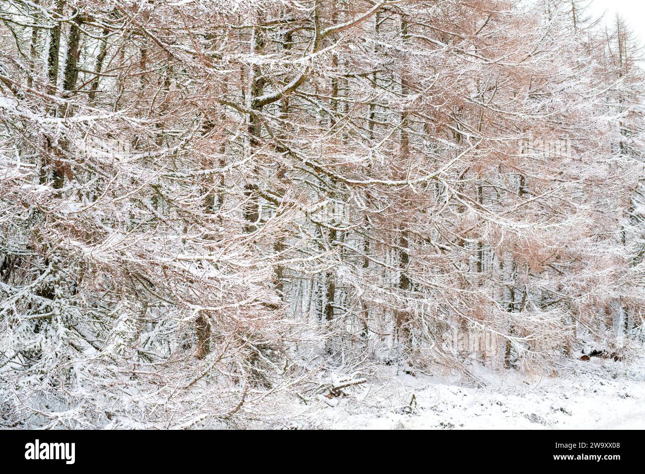 Larix decidua. Lärchen im Winterschnee. Schottland Stockfoto