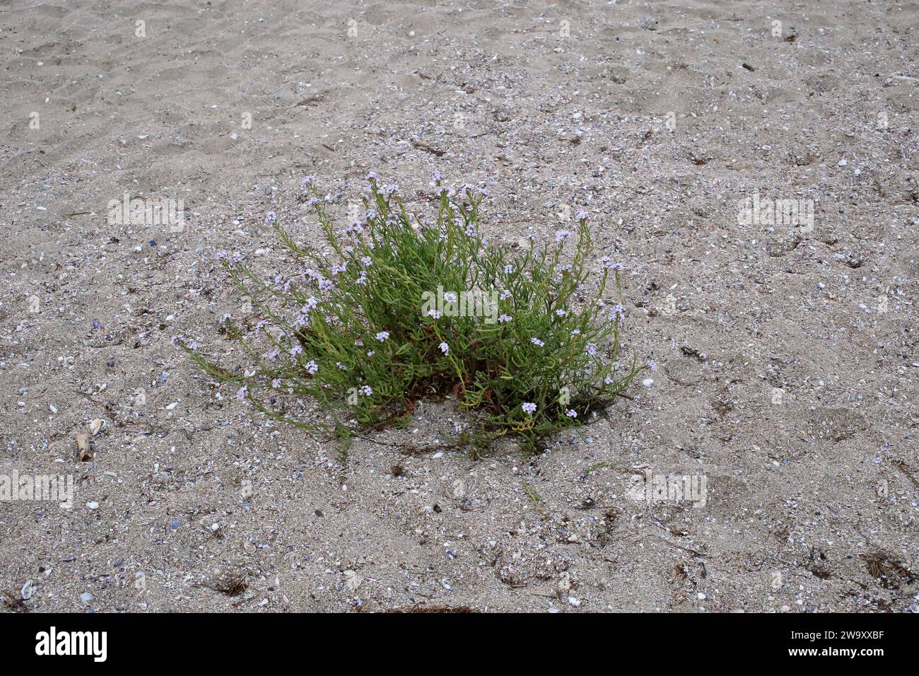 Cakile maritima, Brassicaceae, Sea Rocket. Eine wilde Pflanze, die im Herbst geschossen wurde. Stockfoto