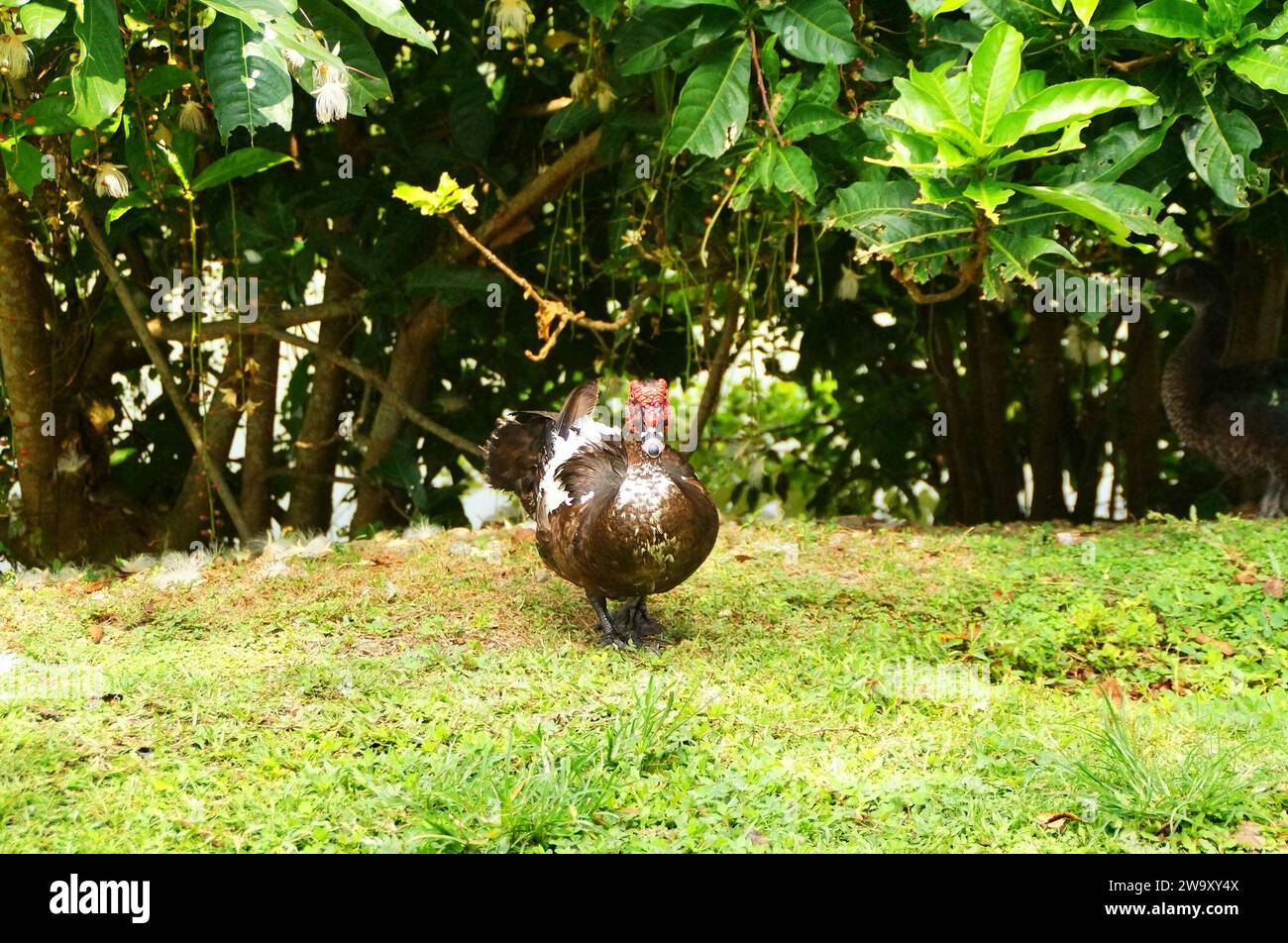 Muscovy Duck starrt mich an Stockfoto