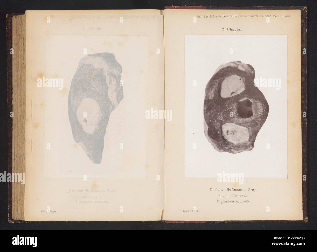 Fossil eines Schildkrötenkopfes, anonym, um 1883 - in oder vor 1888 photomechanischen Druckpapierkollotypen fossiler Tiere Stockfoto