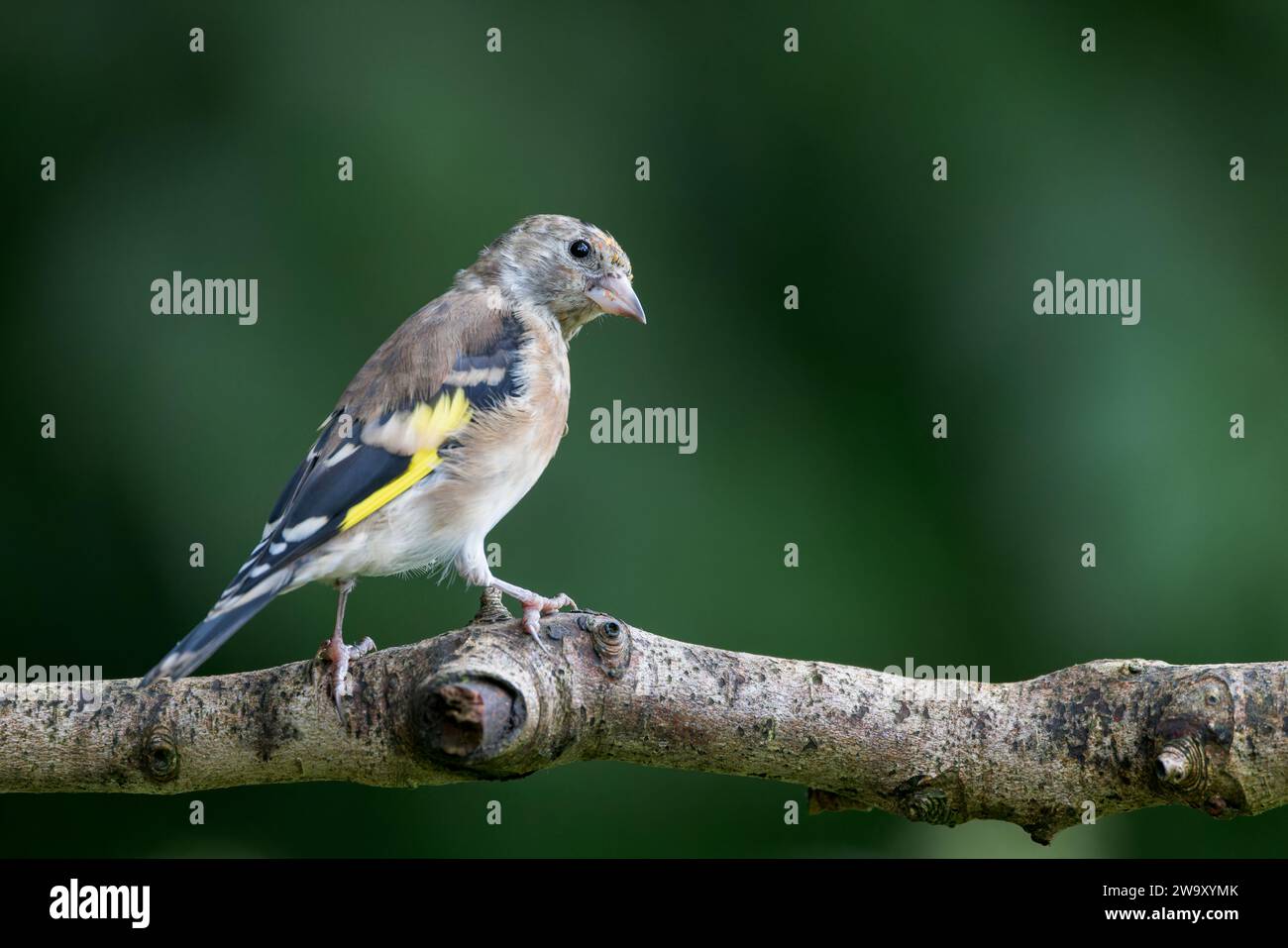 Europäischer Goldfink Jungvogel auf totem Ast Stockfoto