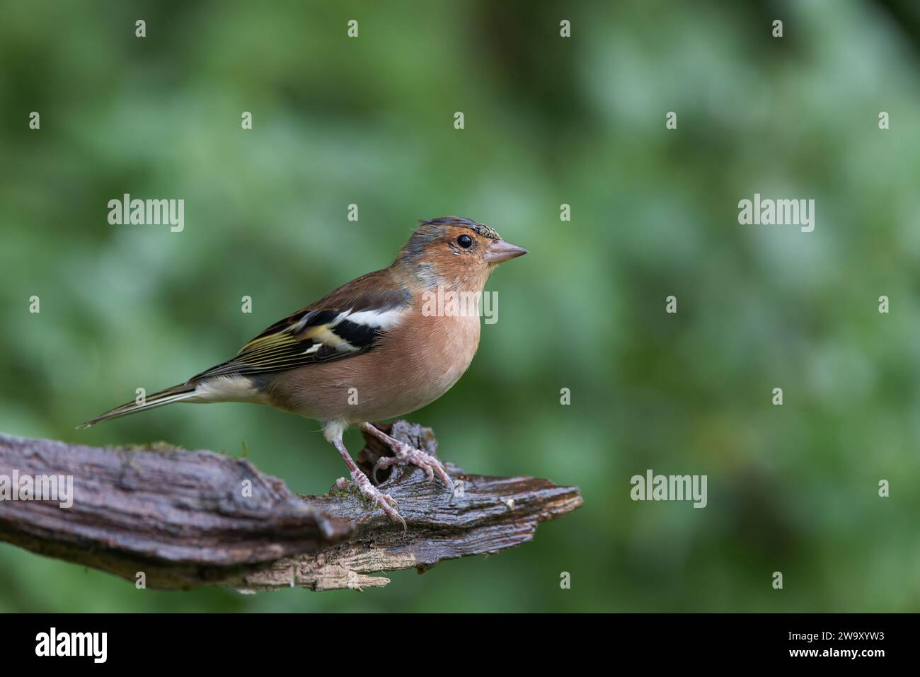 Eurasischer Chaffinch männlicher Vogel auf alten Stock Stockfoto
