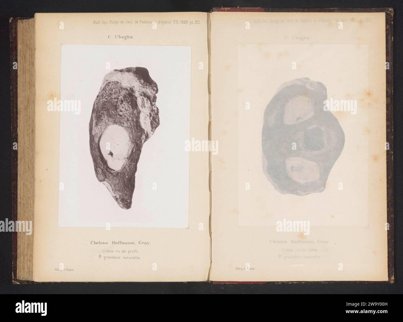 Fossil eines Schildkrötenkopfes, anonym, um 1883 - in oder vor 1888 photomechanischen Druckpapierkollotypen fossiler Tiere Stockfoto