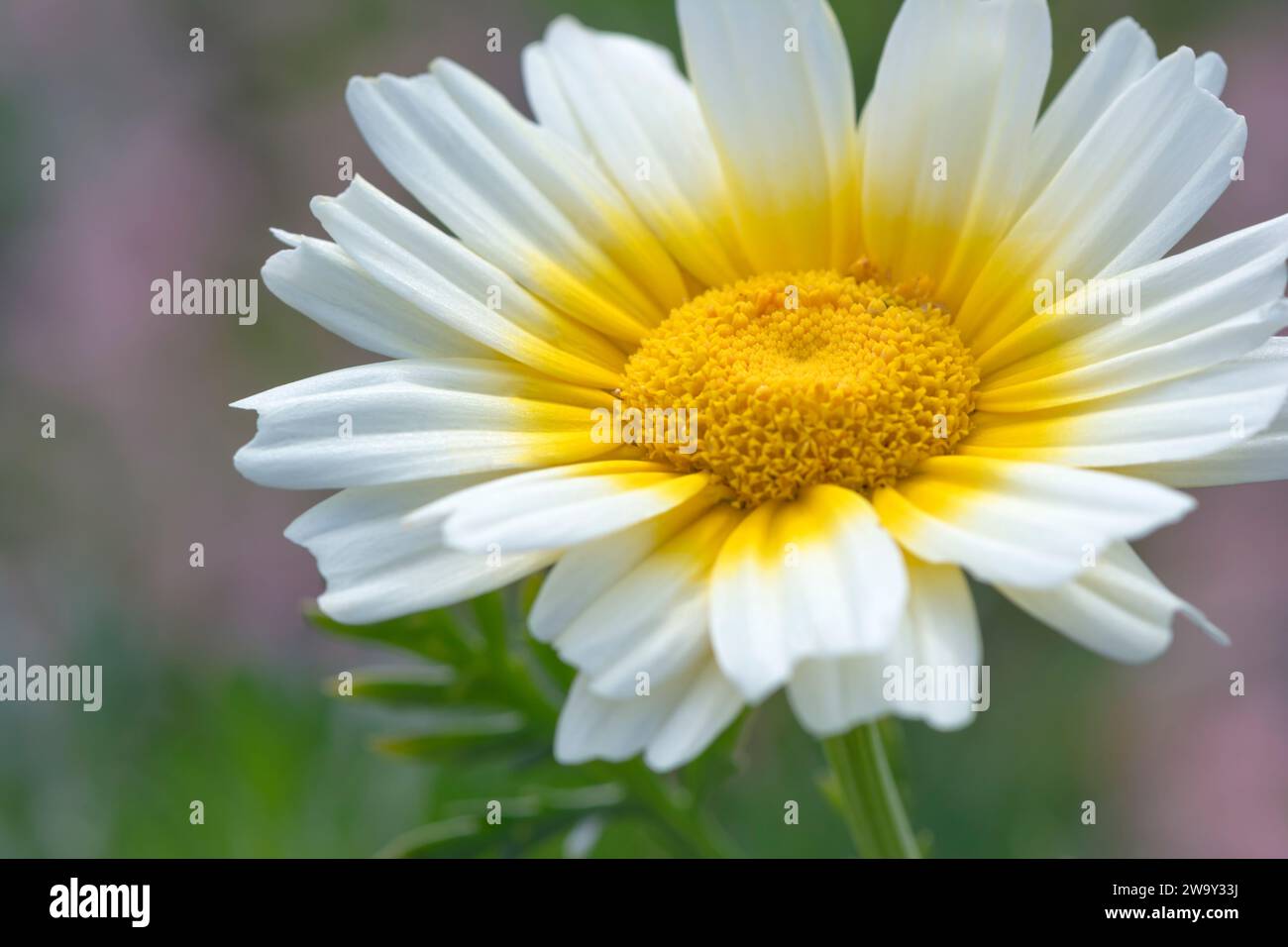 Glebionis Coronaria Chrysantheme, ein weiß-gelbes Gänseblümchen. Gebräuchliche Bezeichnungen: garland chrysantheme, Girland Greens, eßbare Chrysantheme, Crowndaisy ch Stockfoto
