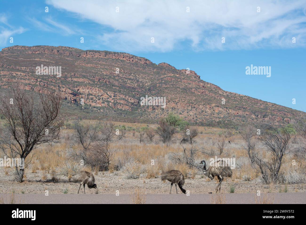 Wilde Emu (Dromaius novaehollandiae) und zwei der Küken am Straßenrand im Wilpena Pound, Ikara-Flinders Ranges-Nationalpark, South Austral Stockfoto