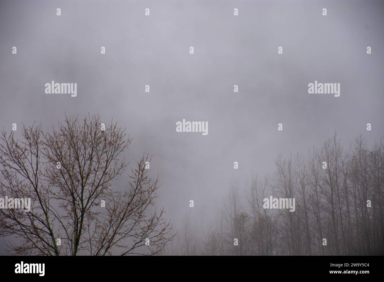 Dschungel im Nebel Stockfoto
