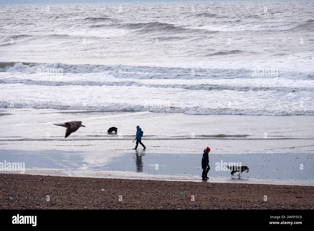 Hastings, East Sussex. 31. Dezember 2023. Hundeschlittenläufer starten am Silvesterabend im Hastings Harbour in den Tag. C.Clarke/Alamy Live News Stockfoto